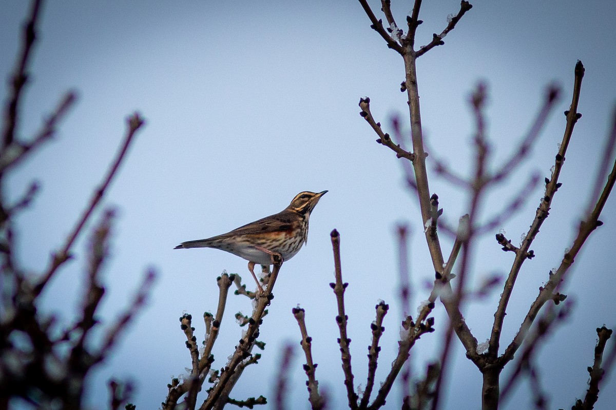 Redwing - ML415666371