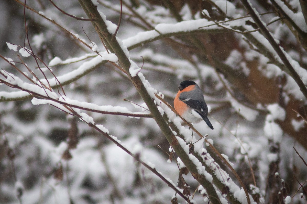 Eurasian Bullfinch - ML415666391