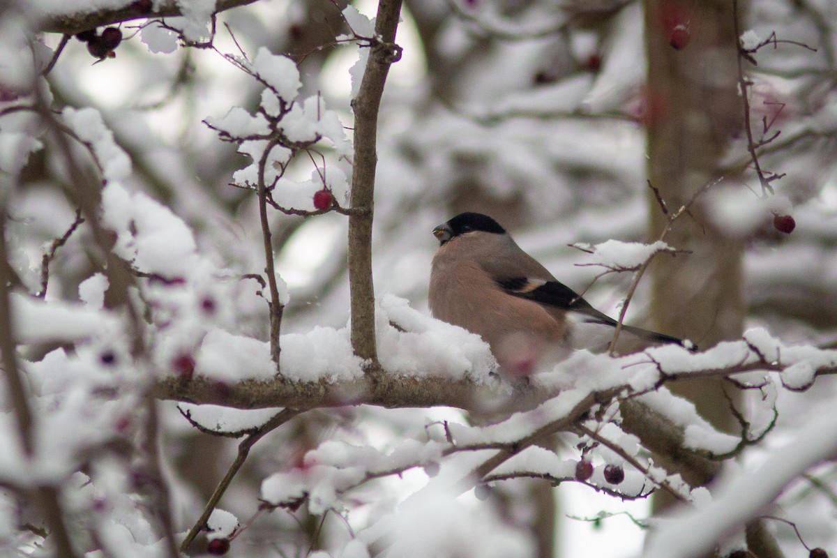 Eurasian Bullfinch - Morten Lisse