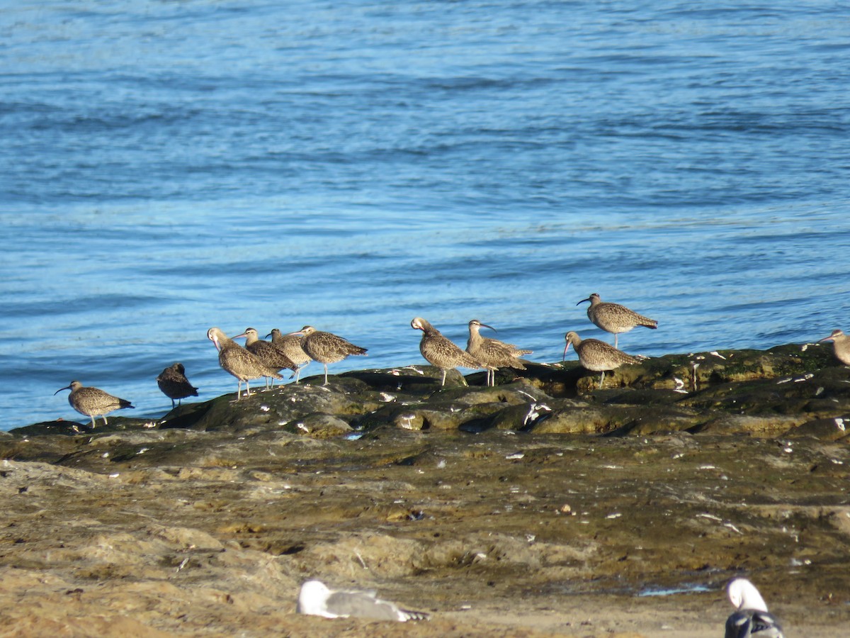 Whimbrel - Sharon Hull