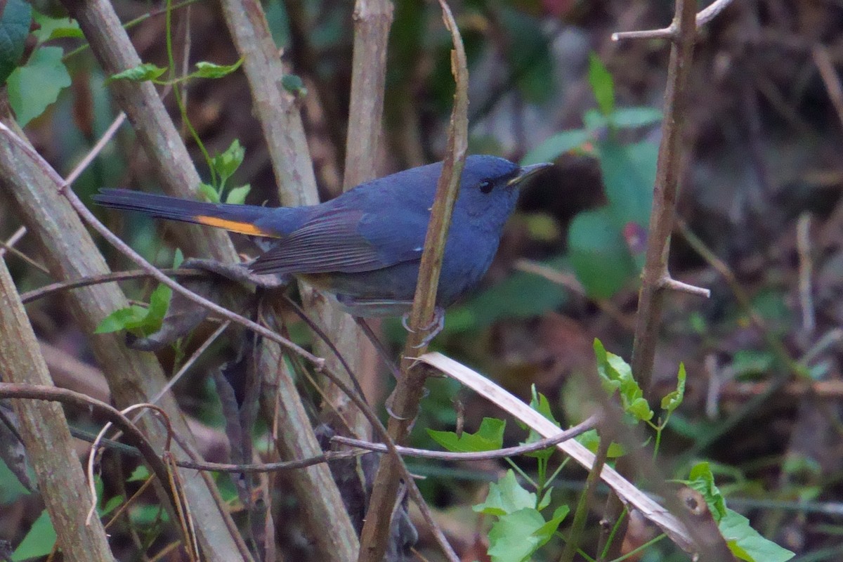 White-bellied Redstart - ML415667391