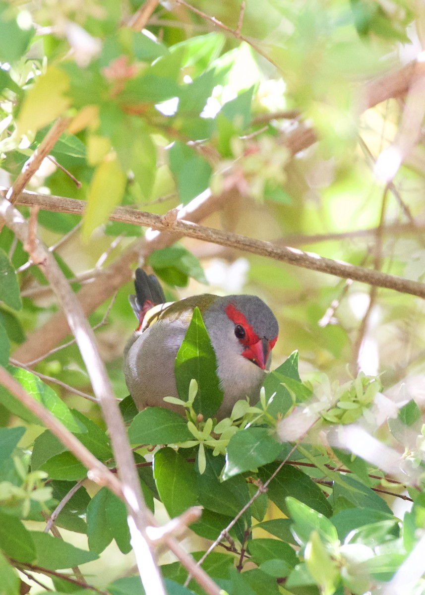 Red-browed Firetail - ML415667551