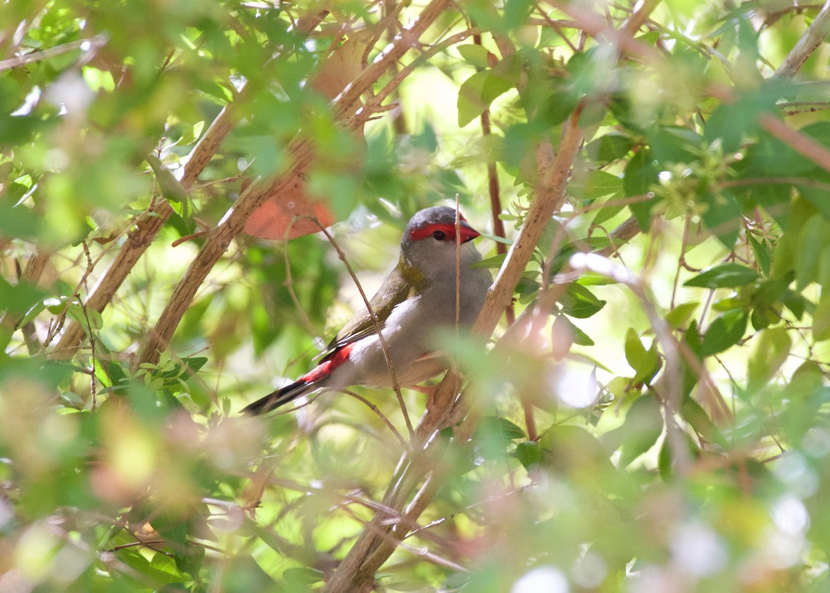 Red-browed Firetail - ML415667591