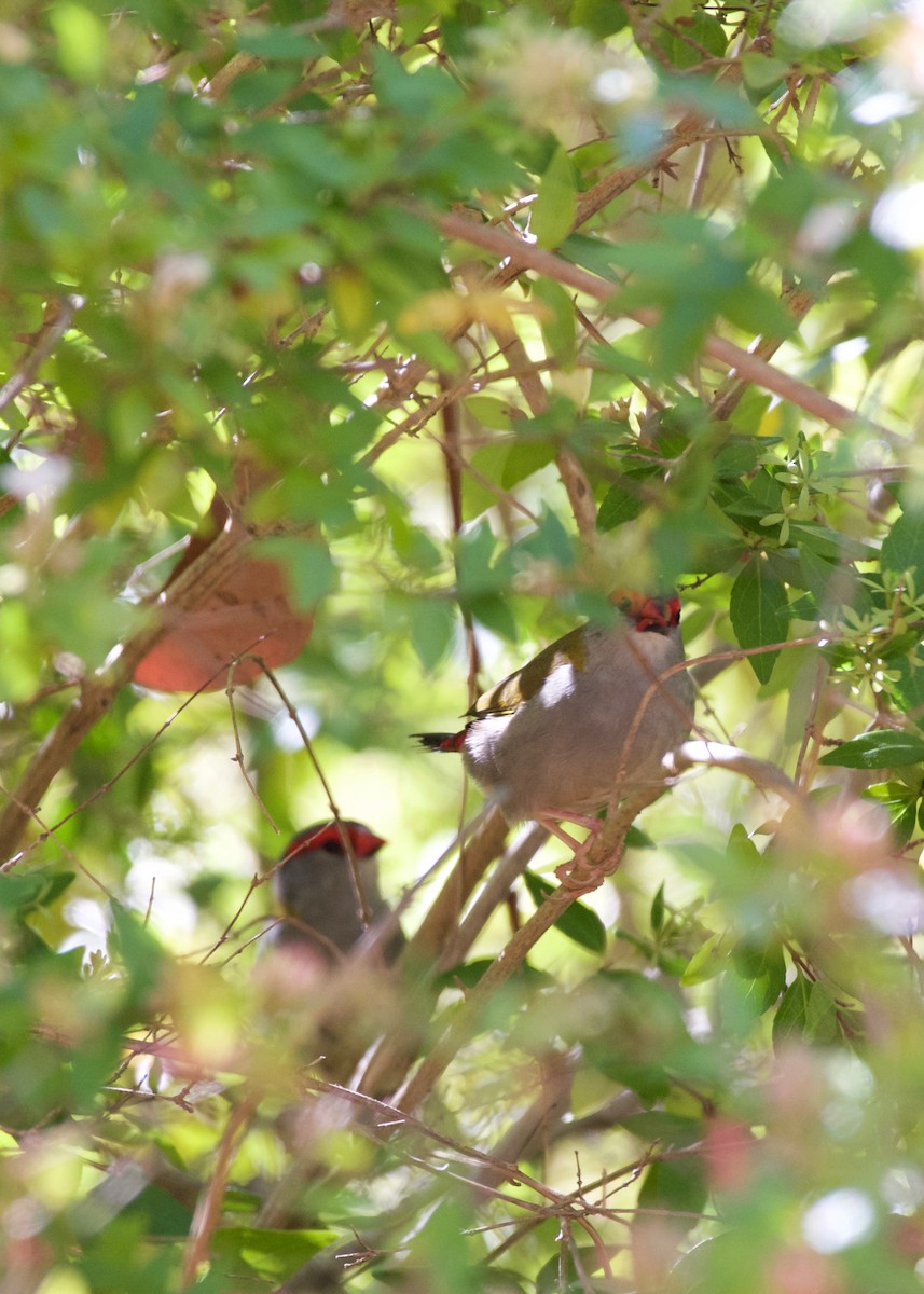 Red-browed Firetail - ML415667621