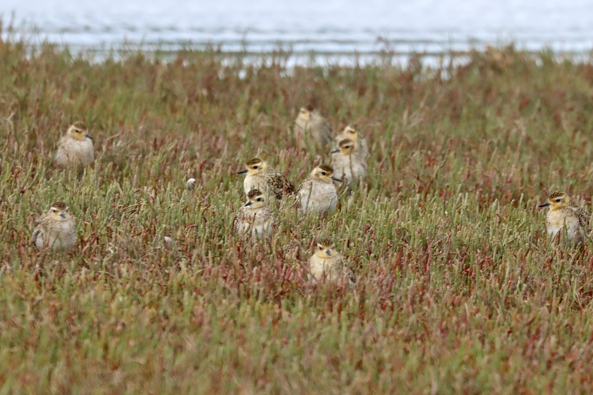 Pacific Golden-Plover - ML415667651