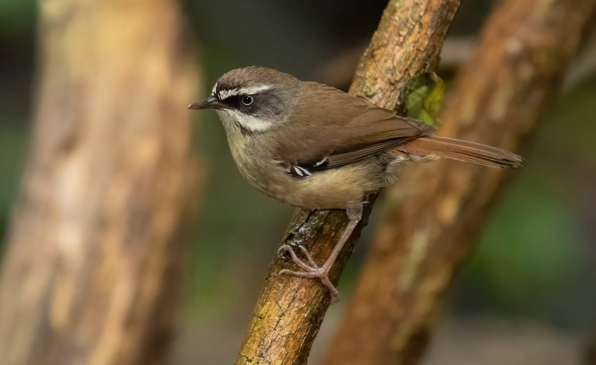White-browed Scrubwren - David Ongley