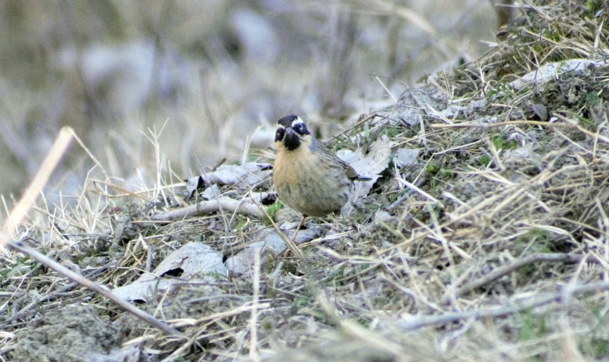 Black-throated Accentor - ML415669321