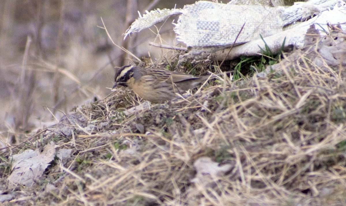 Black-throated Accentor - Mohammad Arif khan