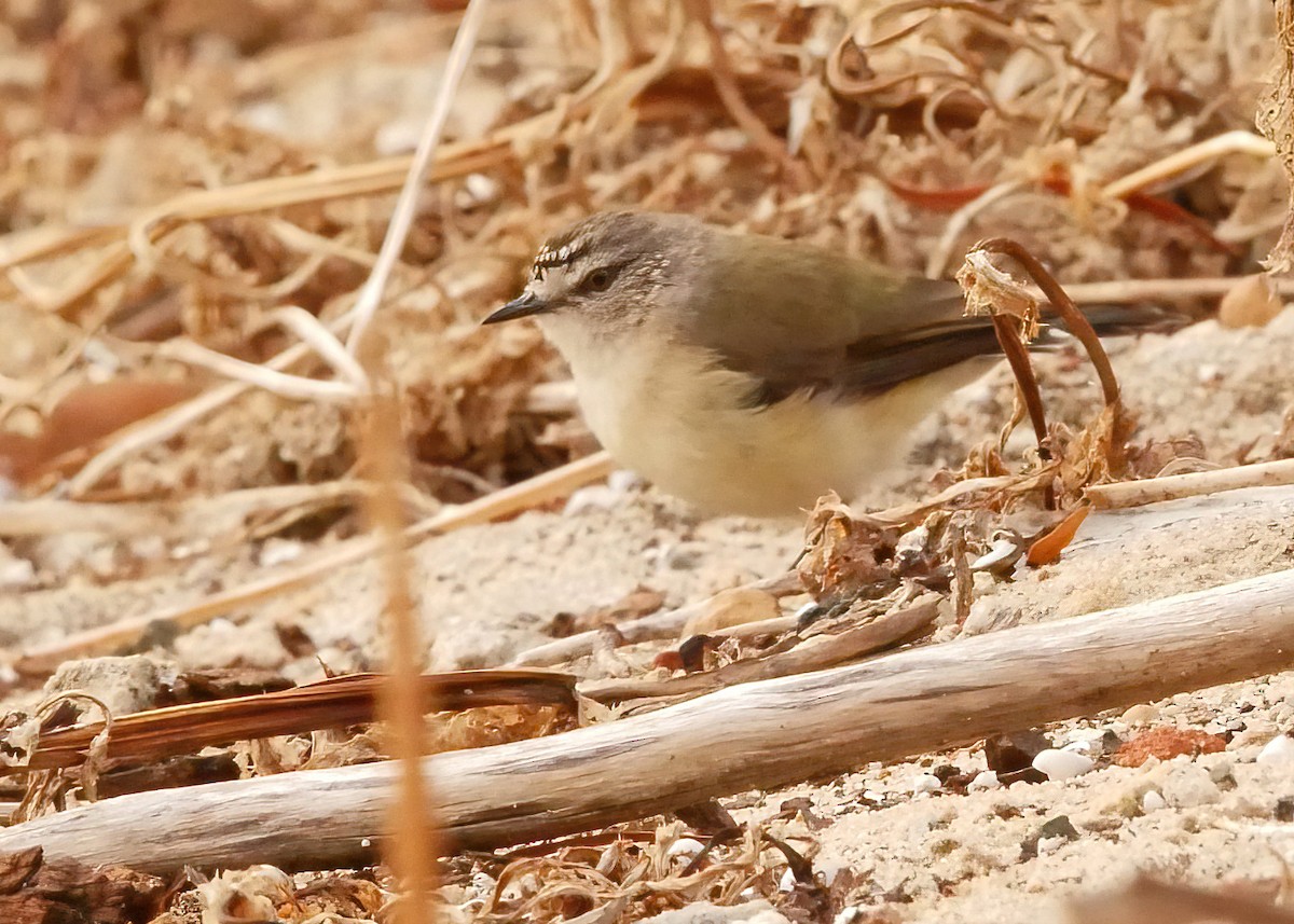 Yellow-rumped Thornbill - Steve Barnes