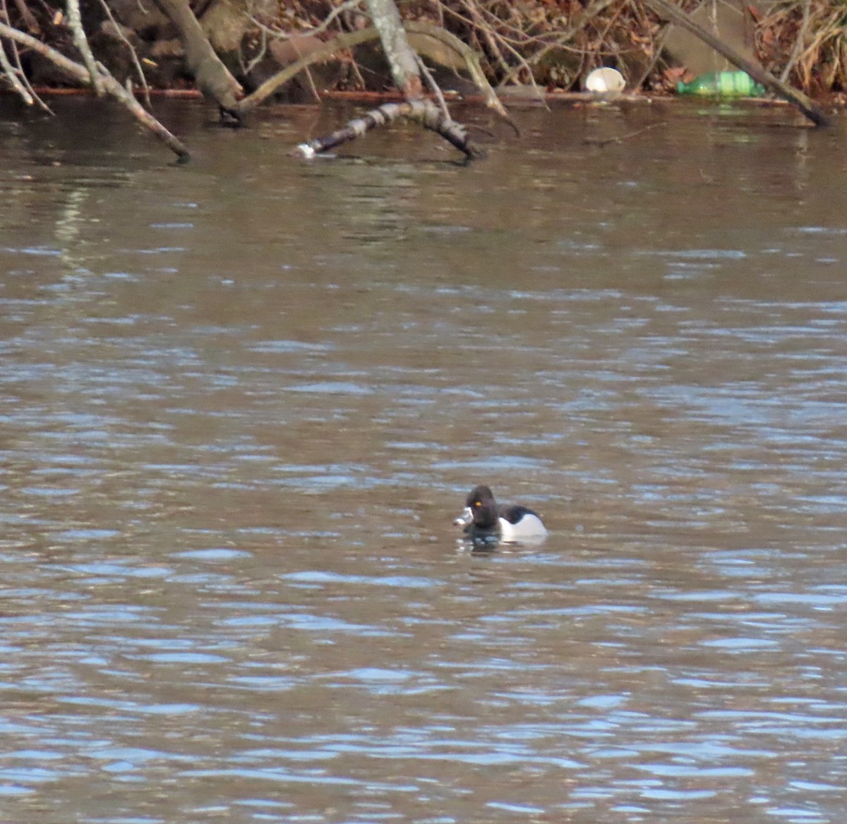 Ring-necked Duck - ML415671991