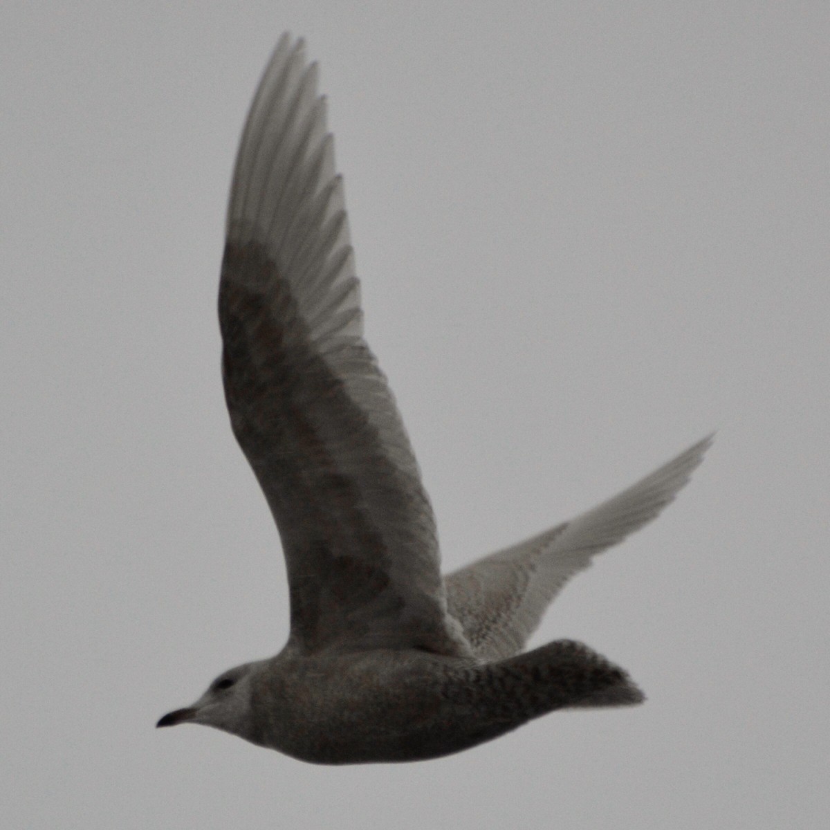 Gaviota Groenlandesa (kumlieni) - ML41567351