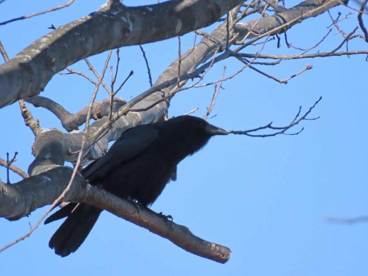 Fish Crow - ML415675491