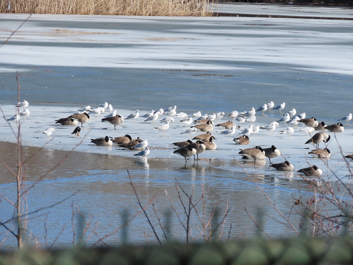 Ring-billed Gull - ML415675531