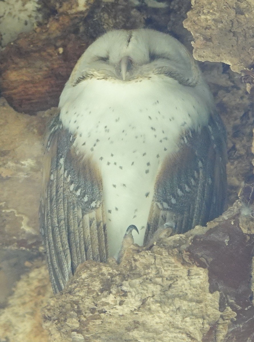 Barn Owl (Eastern) - ML415675871