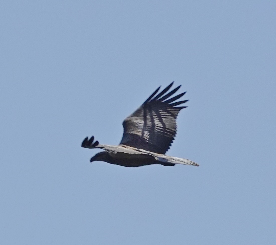 White-bellied Sea-Eagle - ML415675901