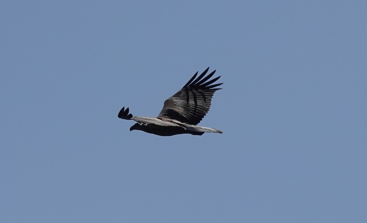 White-bellied Sea-Eagle - ML415675911