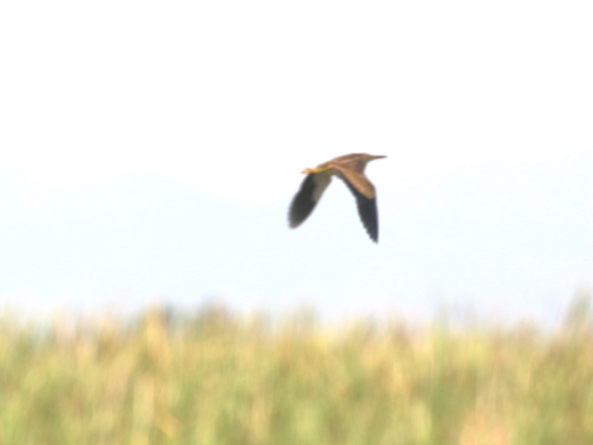 Yellow Bittern - ML415677361