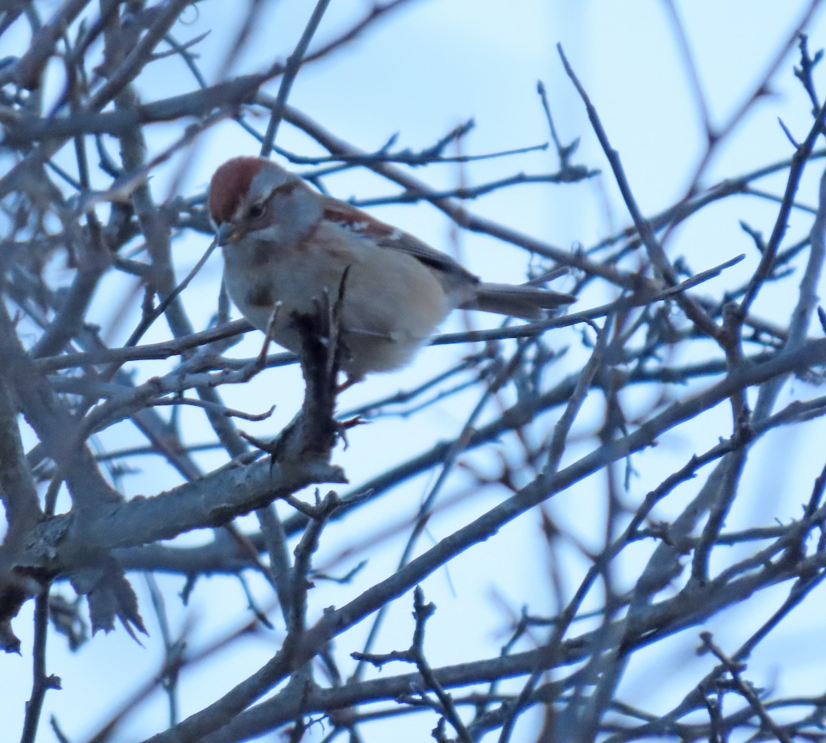 American Tree Sparrow - ML415677481