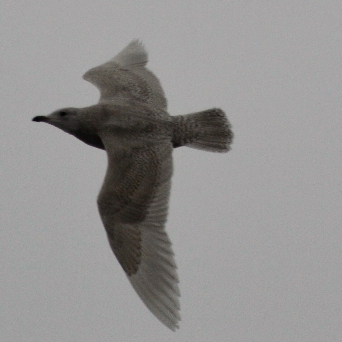 Iceland Gull (kumlieni) - ML41567791