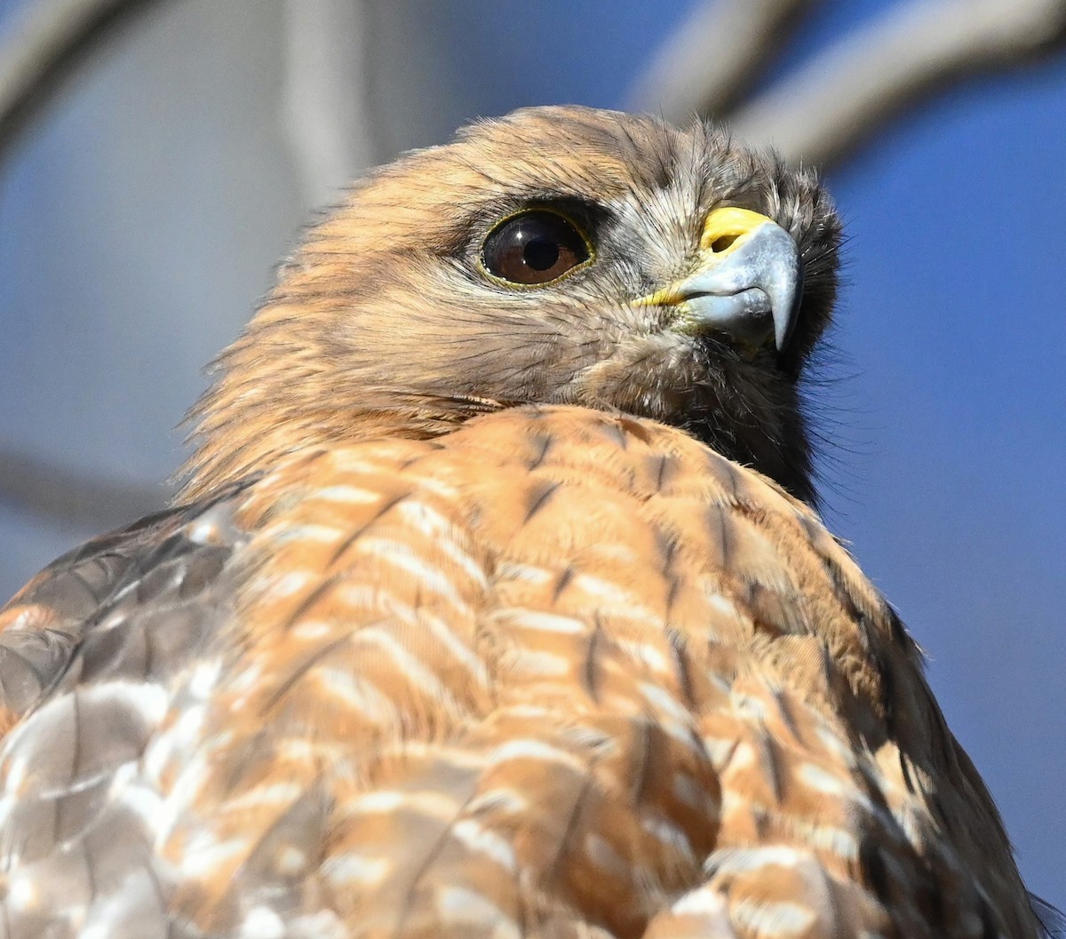 Red-shouldered Hawk - ML415680771