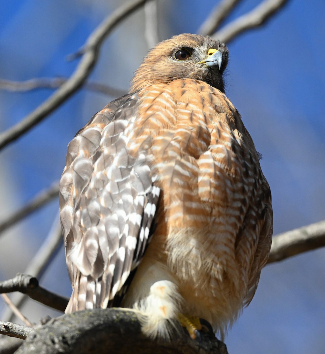 Red-shouldered Hawk - ML415680791