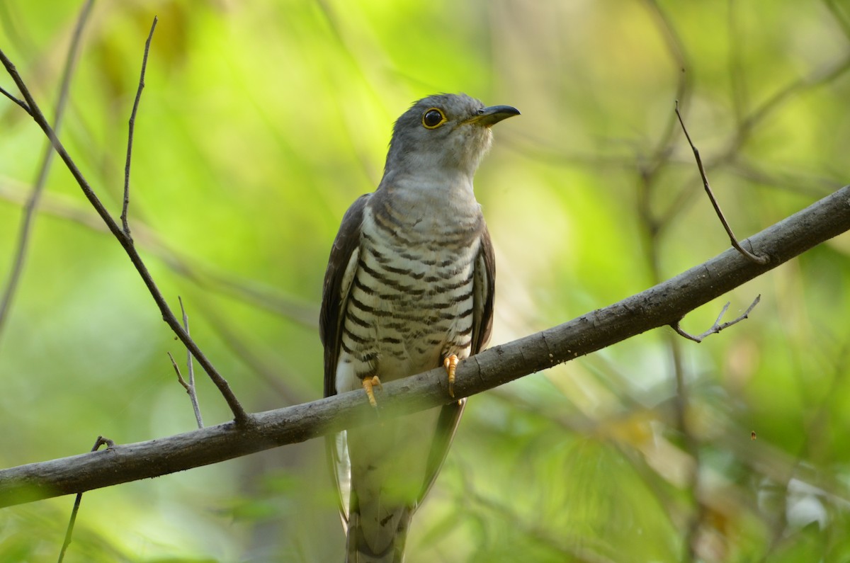 Indian Cuckoo - ML415681341
