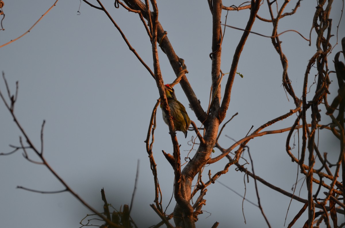 Coppersmith Barbet - ML415681521