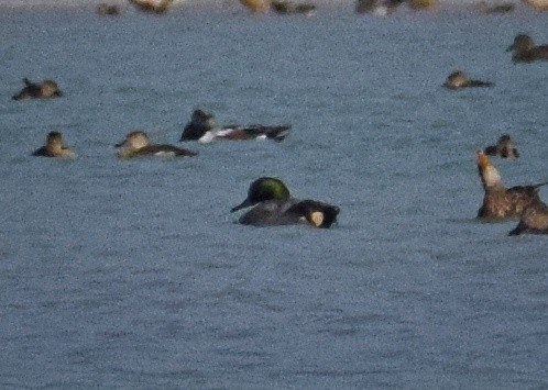 Falcated Duck - ML415682521