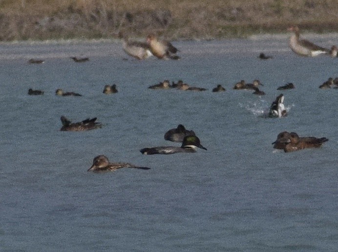 Falcated Duck - ML415682531