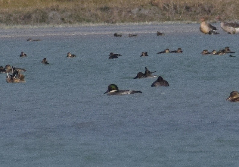 Falcated Duck - ML415682541