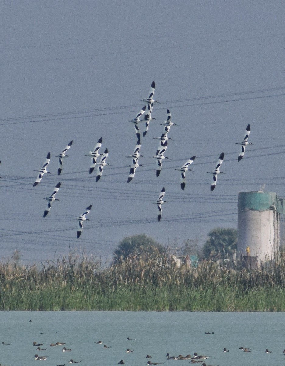 Pied Avocet - ML415682571