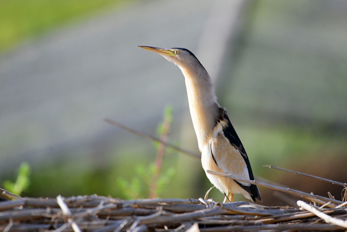 Бичил одой бух - ML415685311