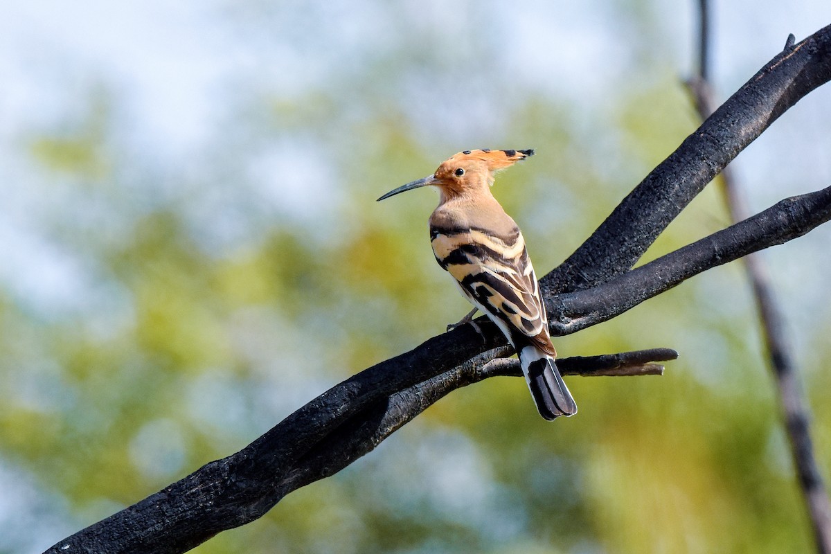 Common Hoopoe - ML415685331