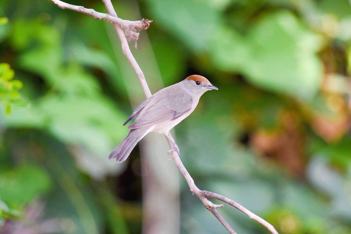 Eurasian Blackcap - ML415685351