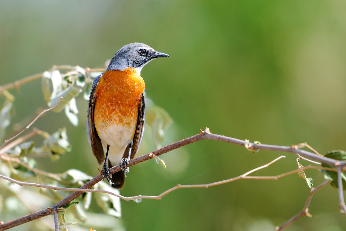 White-throated Robin - ML415685361