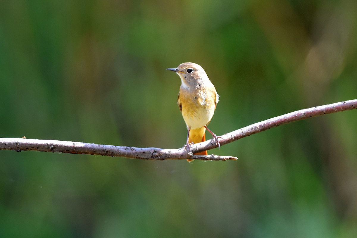 Эгэл гал сүүлт - ML415685371