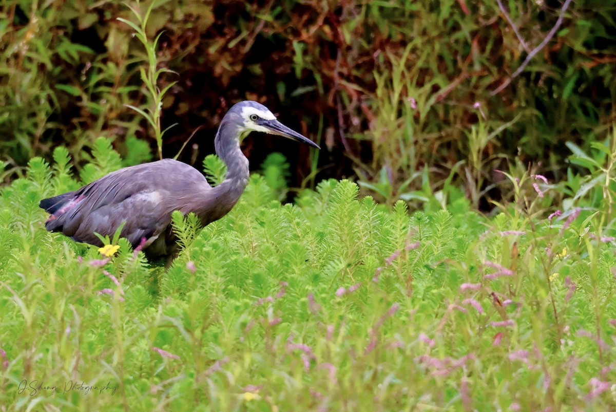 White-faced Heron - ML415685551