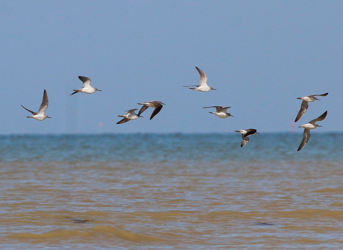 Common Greenshank - ML415687111