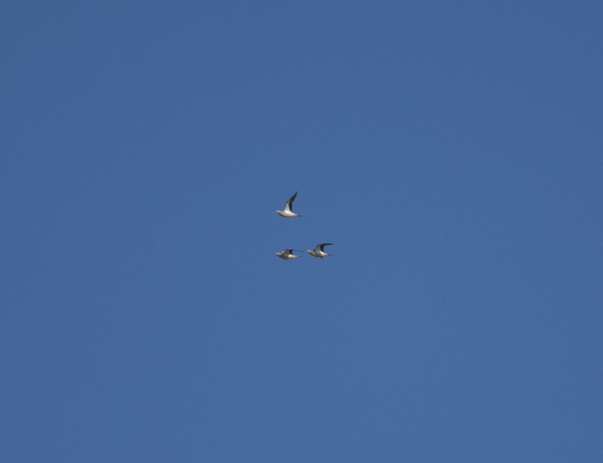 Crowned Sandgrouse - ML415688911