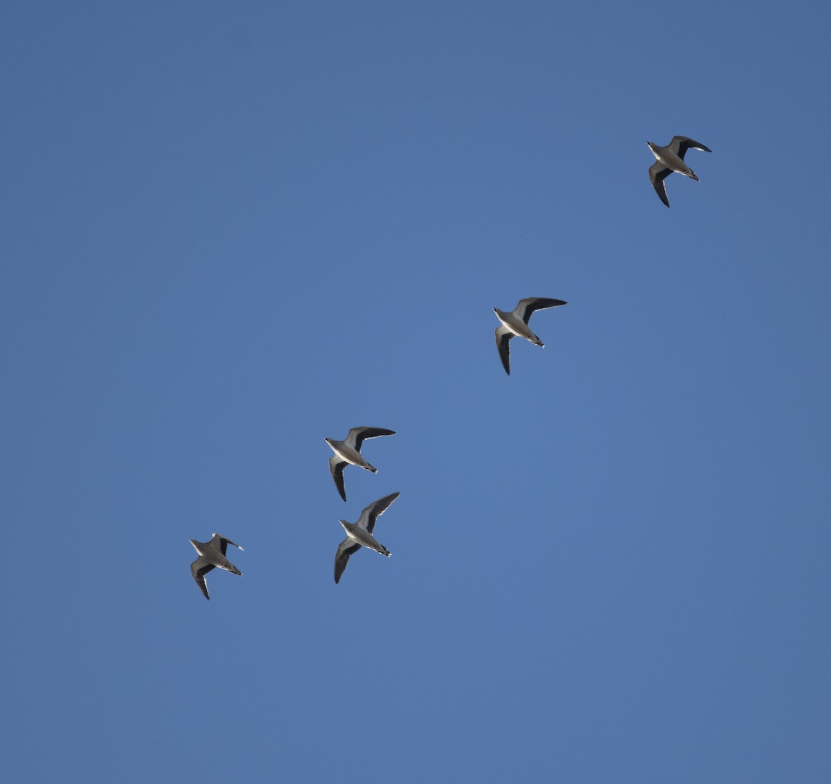 Crowned Sandgrouse - ML415688921