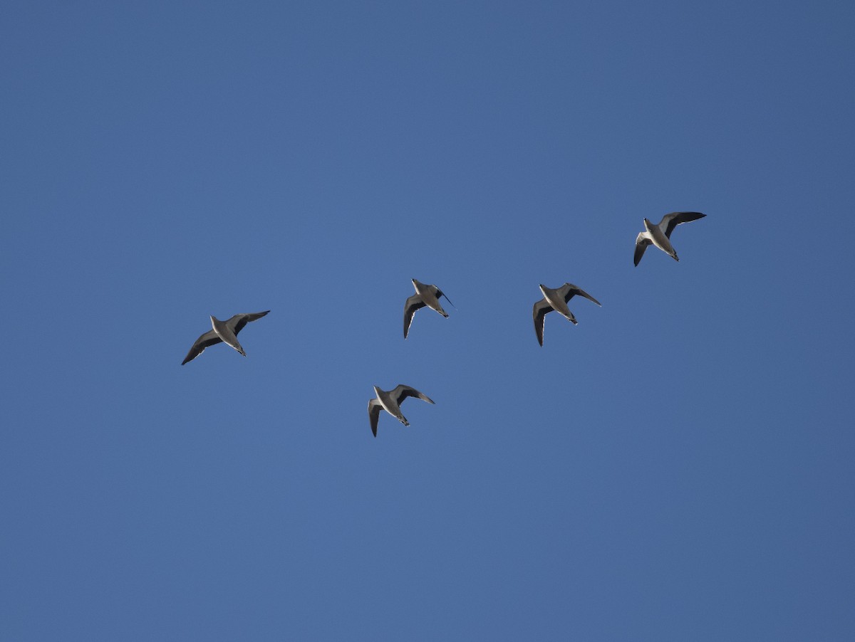 Crowned Sandgrouse - ML415688931