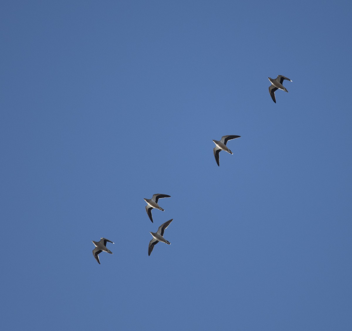 Crowned Sandgrouse - ML415688951