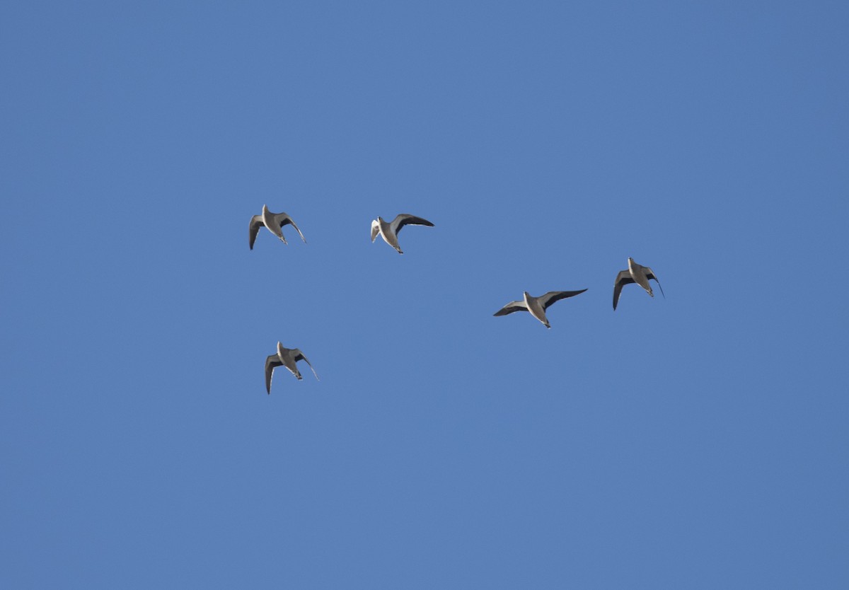 Crowned Sandgrouse - ML415688961