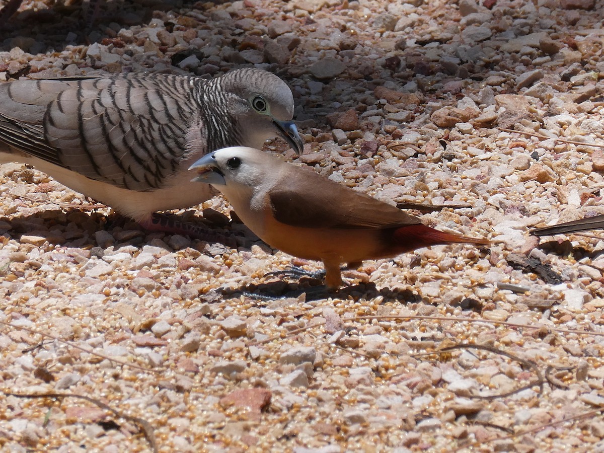 Pale-headed Munia - ML415688991