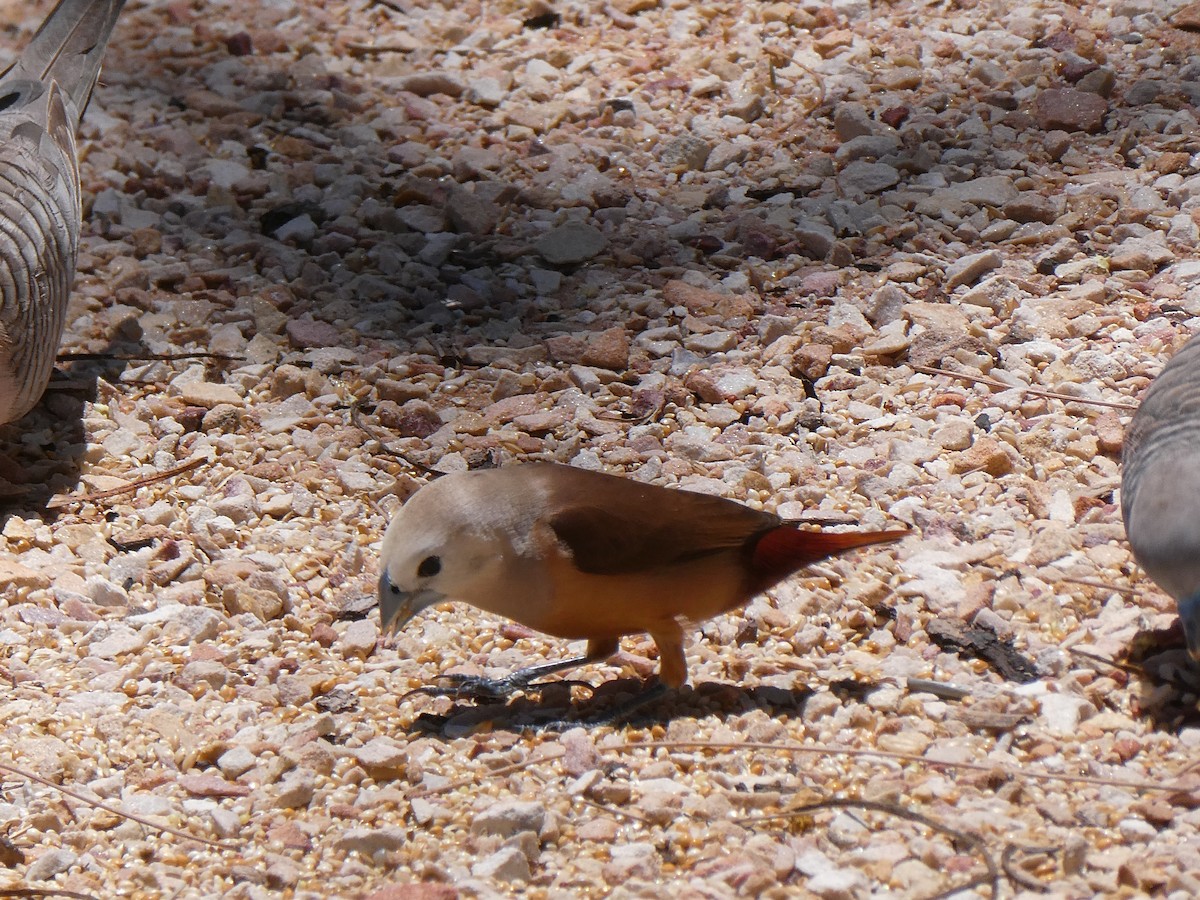 Pale-headed Munia - ML415689001