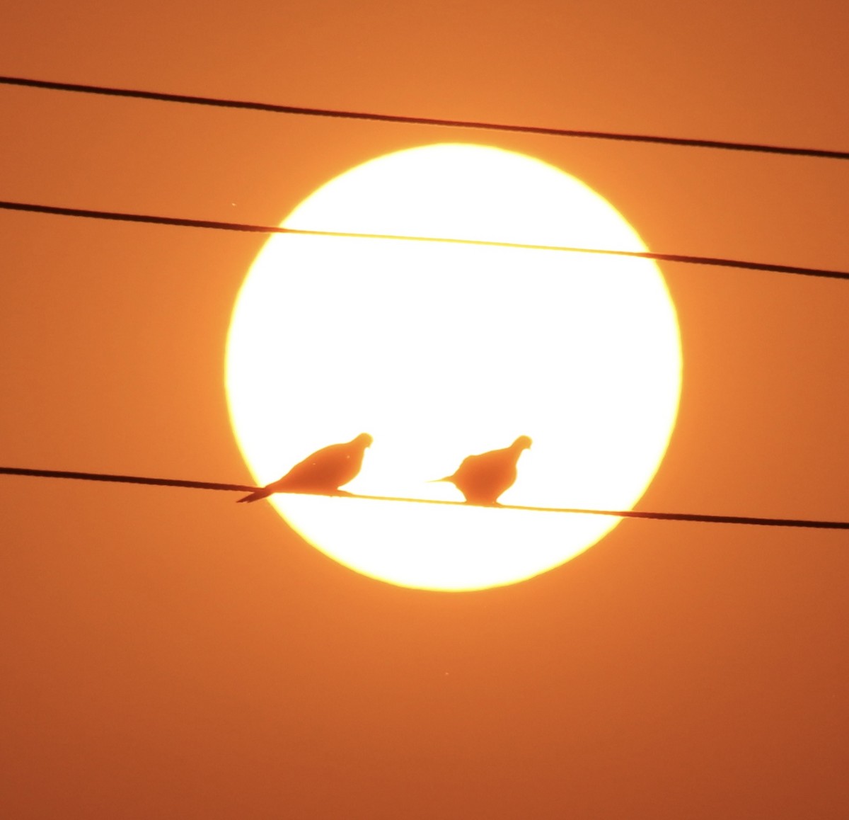 Laughing Dove - ML415689051