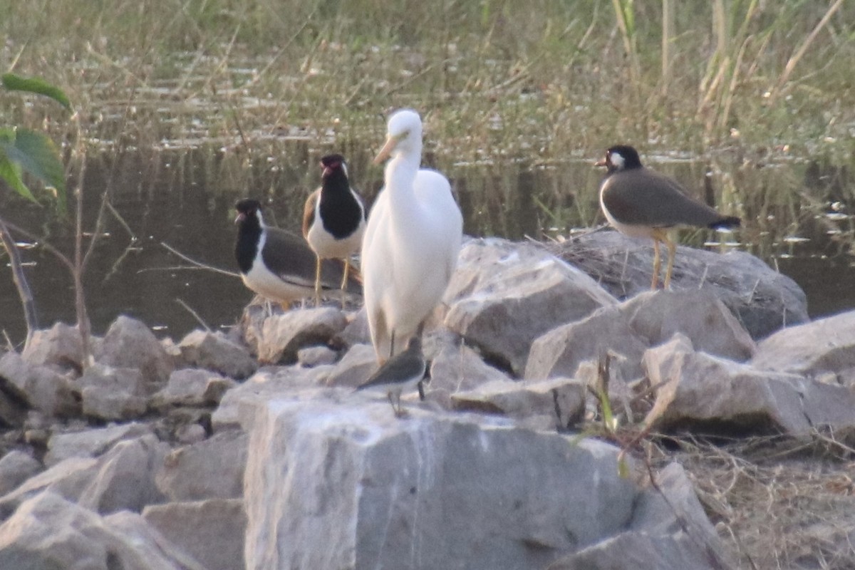 Red-wattled Lapwing - ML415689231