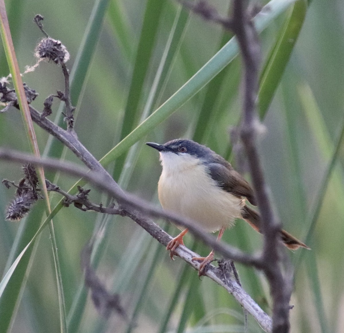 Ashy Prinia - ML415689461