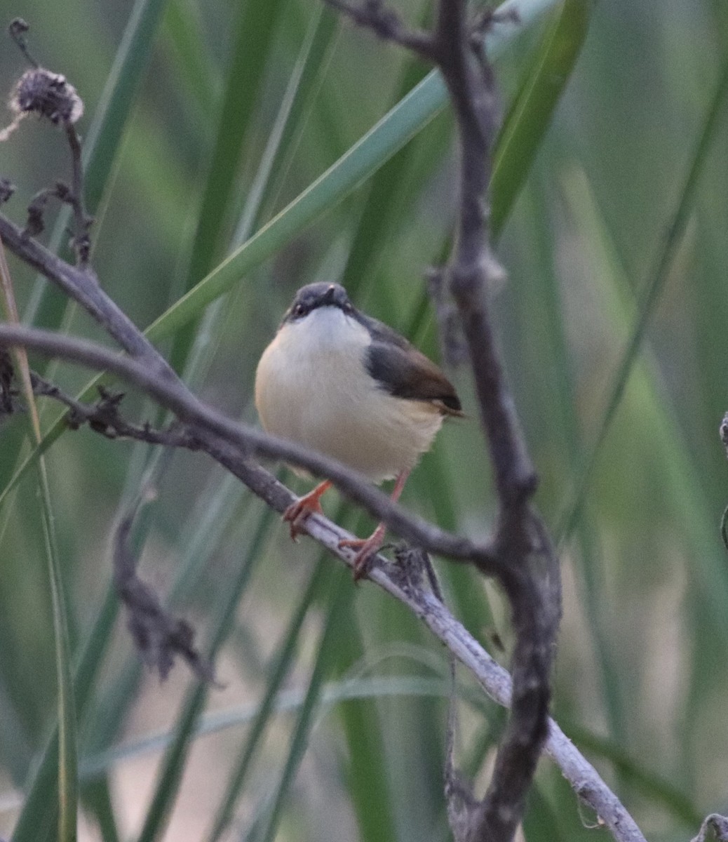 Ashy Prinia - ML415689471