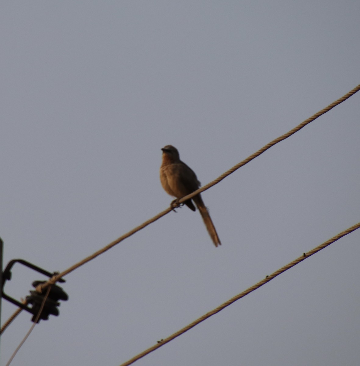 Large Gray Babbler - ML415689531